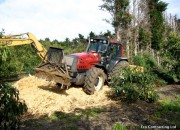 Felling and Mulching of Whole Shelter Trees