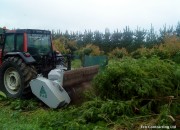 Mulching shelter trees in avocado orchard