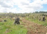 Stump Chipping and Cultivation in Peat