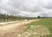 Mulching of Willow trimmings from Shelter Belt