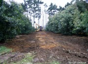 Thinning Avocado Orchard Trees