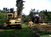 Felling and Mulching of Whole Shelter Trees